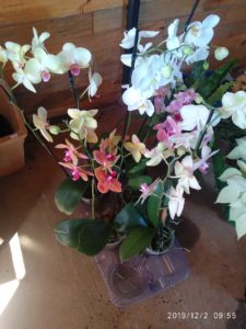 ECOPRINT. FLORES BLANCAS