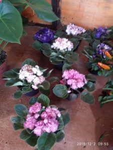 ECOPRINT. FLORES ROSADAS