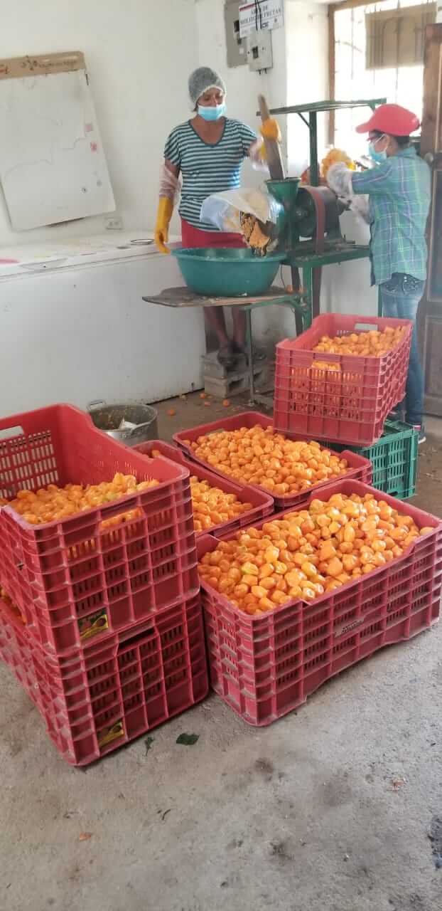 Plan de Digitalización Honduras. El Coyol, produccion de chiles
