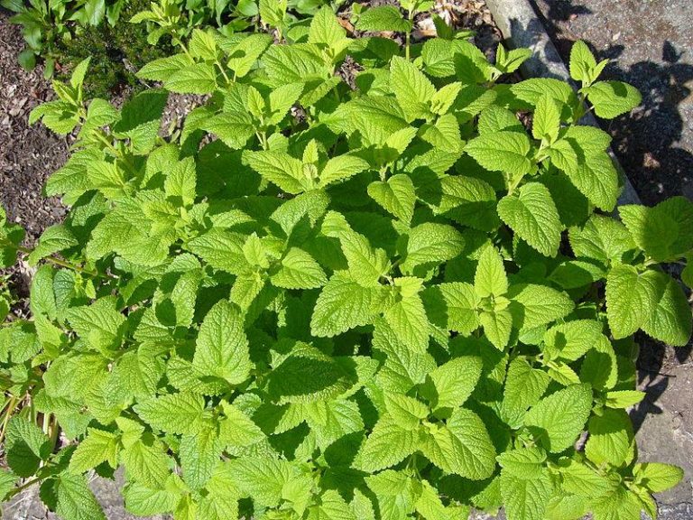 Hierbaterapia Nora. Plantas
