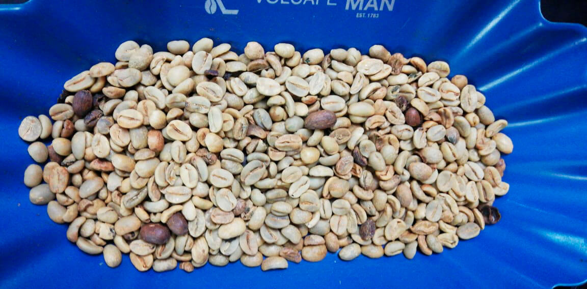 Plan de Digitalización El Salvador. Coffee Dog, café antes de molerse