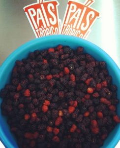 País Trópico. Moras