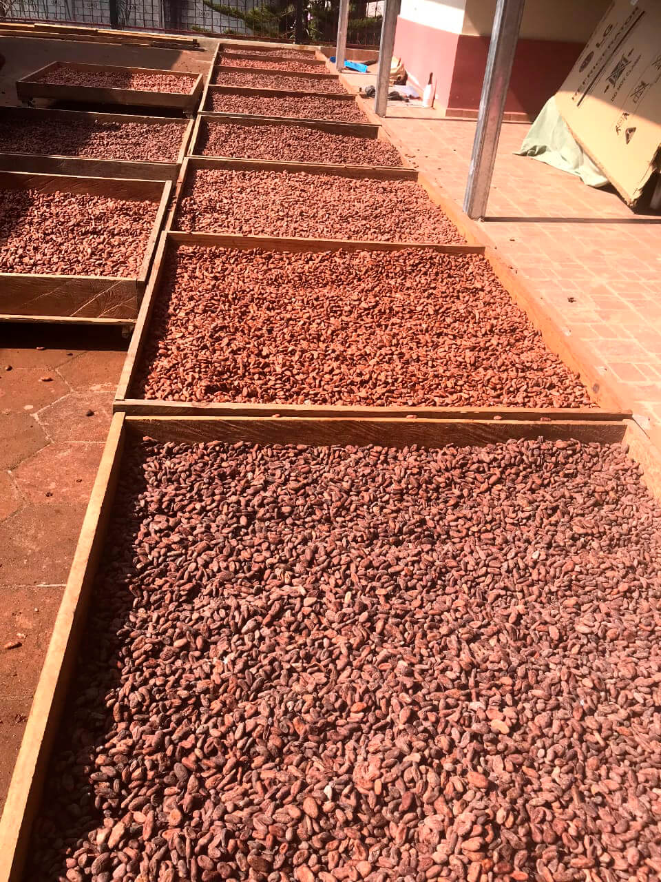 Cacao de cultivo orgánico de Mayan Harvest.
